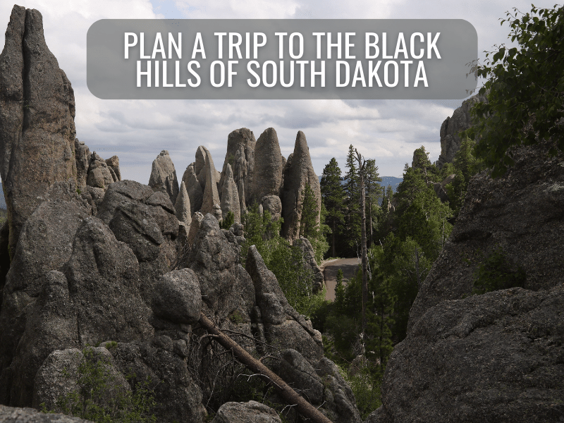 Needles section of Custer State Park. Large, grey, rock pinnacles.