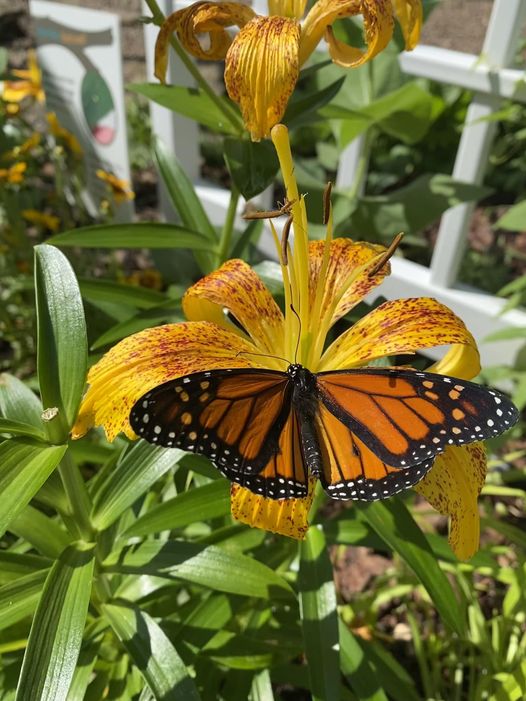 Orange and black Monarch Butterfly at the Lost River Cave Butterfly Habitat