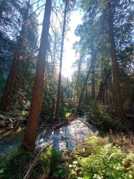 Sun poking through the trees that line a creek on the trial to Avalanche Lake